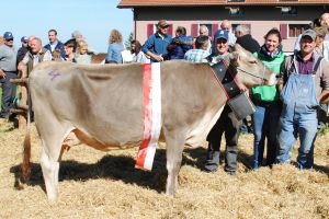 Miss Hfe_Salomon Sunshine_Armin Schatt Feusisberg